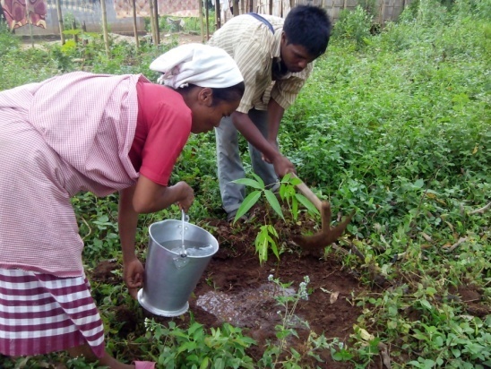 Community plantation of Kessaru & Payam trees, Ri bhoi